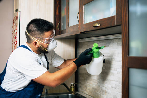 Best Local Pest Control Services  in South Park, WY