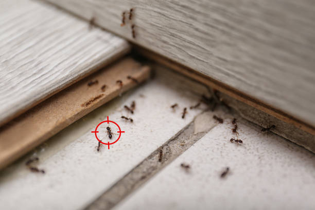 Best Flea Control Services  in South Park, WY