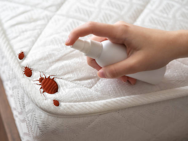 Best Best Pest Control Companies  in South Park, WY